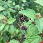Melochia nodiflora Fruto