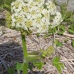 Heracleum sphondyliumFlower