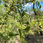 Bursaria spinosa Blad