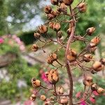 Scrophularia scorodonia Fruit
