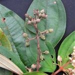 Miconia dodecandra Beste bat