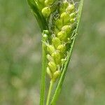 Carex pallescens Fruit