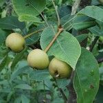 Pyrus pyrifolia Fruit