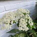 Pyracantha coccineaFlor