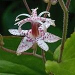 Tricyrtis macropoda