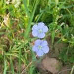 Linum usitatissimumBloem