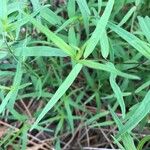 Linaria triphylla Blatt