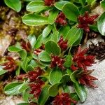 Salix retusa Fruit