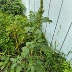 Amaranthus powellii ᱛᱟᱦᱮᱸ