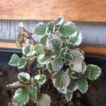 Plectranthus madagascariensis Folha