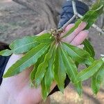 Pittosporum undulatumHoja