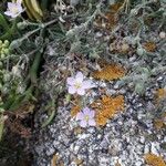 Spergularia rupicola Flower