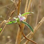 Ipomoea heterotricha 形态