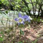 Aquilegia saximontanaŽiedas