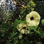 Hibiscus diversifolius Blomst