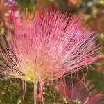 Albizia julibrissin Blüte