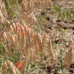 Bromus squarrosus 果實