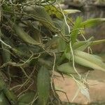 Angraecum angustipetalum Лист