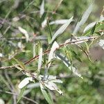 Salix laevigata Leaf