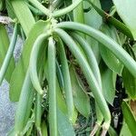 Vanilla planifoliaFruit