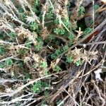 Arenaria aggregata Hoja