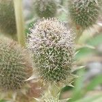 Eryngium agavifolium ഫലം