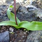 Scilla haemorrhoidalis Other