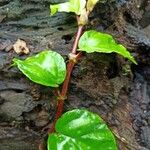 Begonia glabra Levél