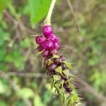 Lantana trifolia Fruit