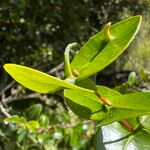 Syzygium tenuiflorum পাতা