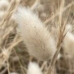 Lagurus ovatus Fleur