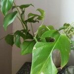 Monstera minima List