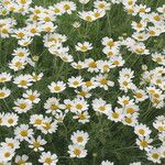 Anthemis cupaniana Цветок