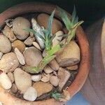 Agave sisalana 葉
