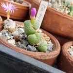 Conophytum taylorianum Leaf