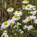 Erigeron annuus ശീലം