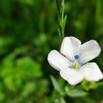 Linum usitatissimum subsp. angustifoliumKwiat