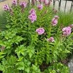 Phlox paniculata 整株植物