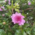 Leuenbergeria quisqueyana Flower