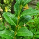 Buxus sempervirensЛист