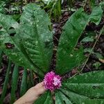 Ardisia opegrapha Leaf