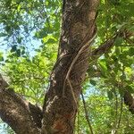 Ficus virens Kora