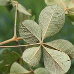 Vitex madiensis Folha
