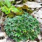 Saxifraga crustata 形态