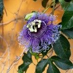 Passiflora incarnata Fiore