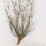 Juncus tenageia Alkat (teljes növény)