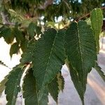 Zelkova serrataBlad