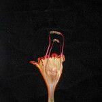 Aeschynanthus hookeri Virág