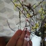 Prunus persica Flower