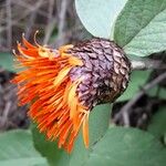 Cnicothamnus lorentzii Flower